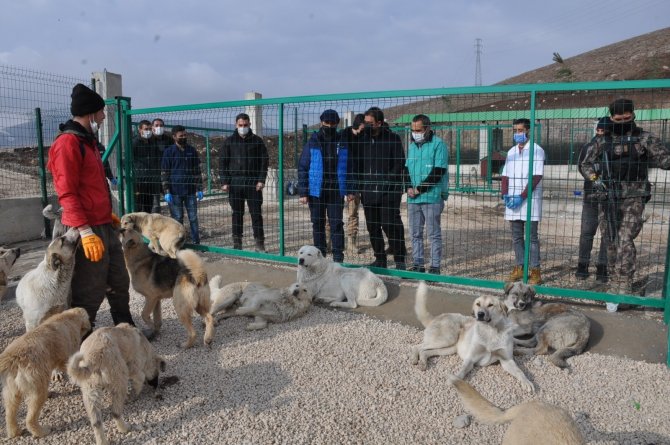Sokak hayvanları yeni evlerine kavuştu