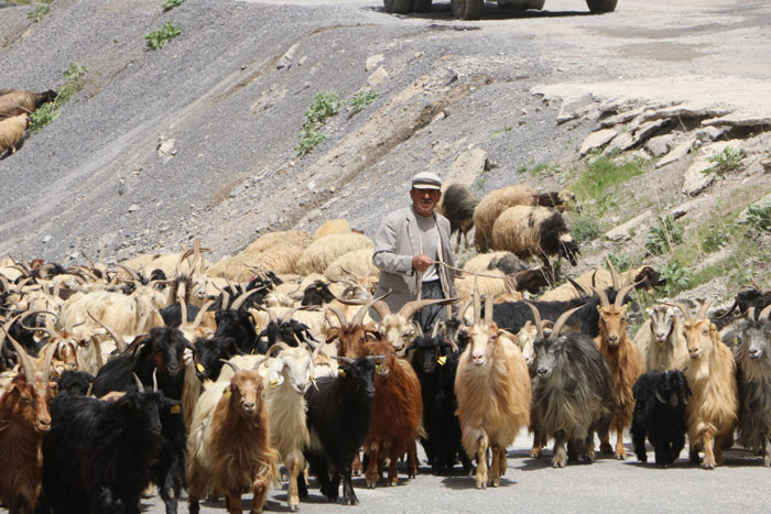 Hakkari’de yayla göçü: Dört gün dört gece yol yürüdüler