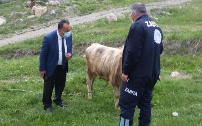 Başıboş bırakılan hayvan sahiplerine idari ceza