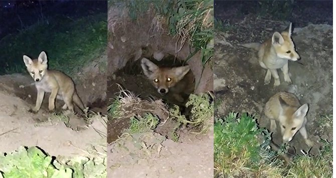 Yavru tilkilerin halleri kameralara yansıdı