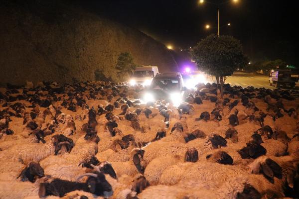 Hakkari karayolunda polis eskortluğunda 10 bin koyun geçti