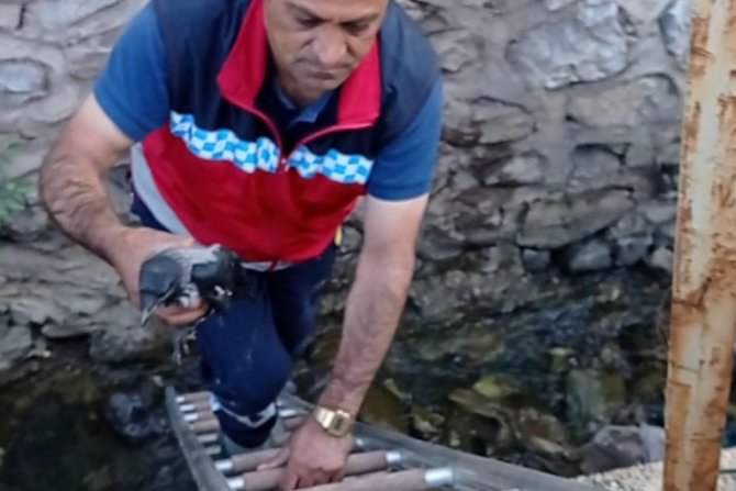 Hakkari itfaiyesi yavru kargayı kurtardı