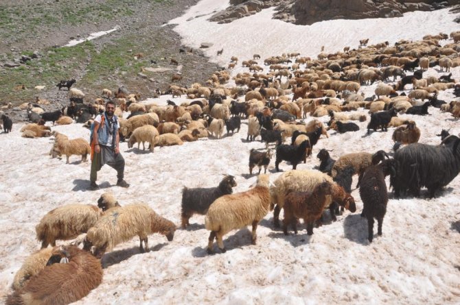 Koyunların 3 bin rakımda kar keyfi
