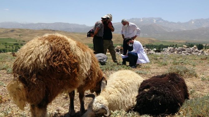 Dağ, tepe demeden aşı çalışması yapıyorlar