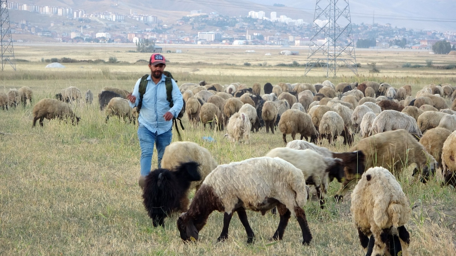 Kuraklık, Yüksekova’daki çobanları da vurdu