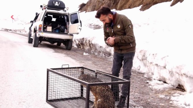 Yaralı kurdu gezgin öğretmen kurtardı