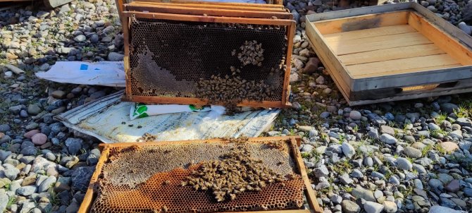 Çukurca yolunda Ayılar arılı kovanlara saldırdı