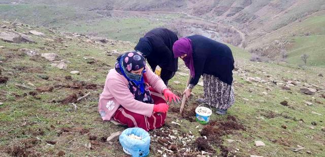 Derecik'te kenger bitkisini toplama sezonu başladı