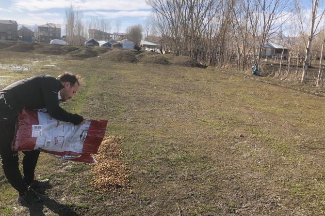 Gençler sokak hayvanları için mama dağıttı