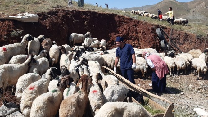 Hakkari'de kurbanlıklara sağlık taraması