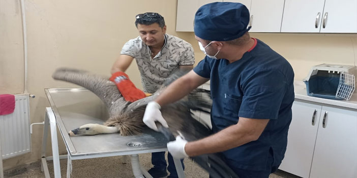 Hakkari'de bitkin halde bulunan kızıl akbaba tedaviye alındı