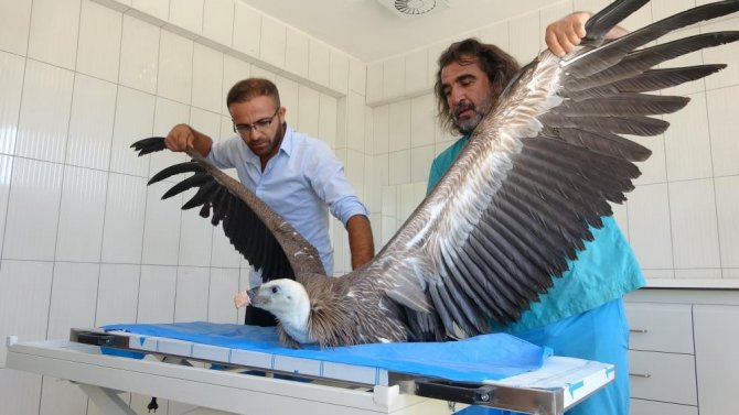 Son 1 yılda 6 akbaba tedavi edildi