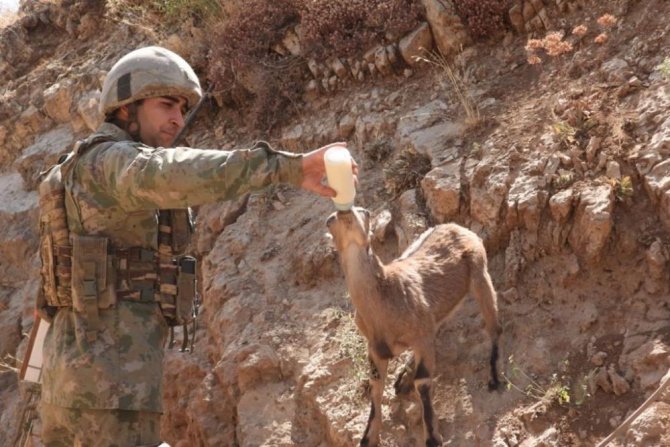 Sizi güzeller güzeli dağ keçisiyle tanıştıralım