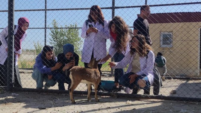 Yavru yaban keçisi doğaya bırakılacak