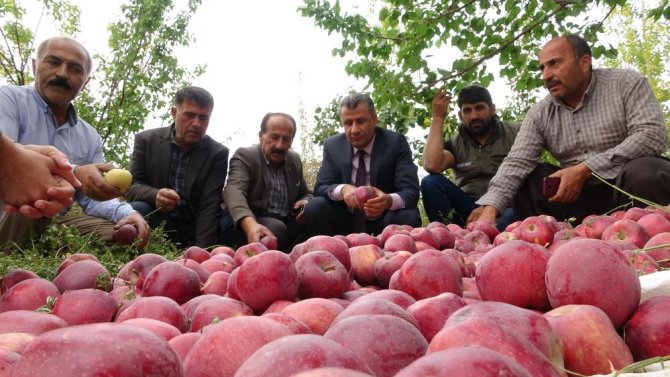 Yüksekova'da elma hasadı