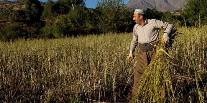 Derecik'te susam hasadı başladı