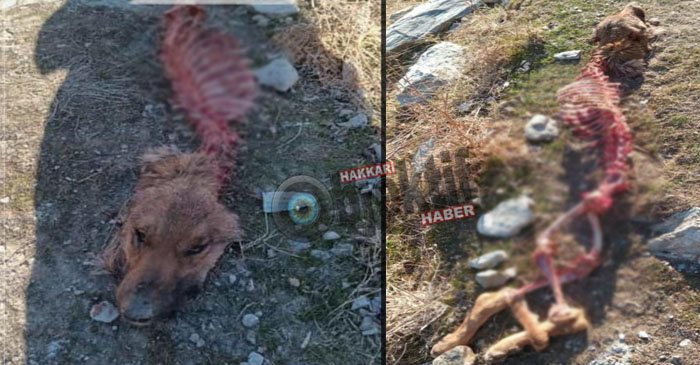 Hakkari'de Şehre inen aç kurtlar köpeği parçaladı