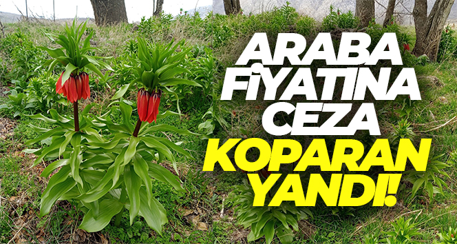 Sadece 20 gün yaşıyor, koparmanın cezası 244 bin lira