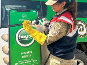 Şemdinli'de Gri Balıkçıl türü kuş bulundu