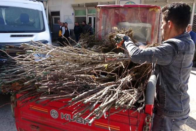 5 bin meyve fidanı dağıtıldı!
