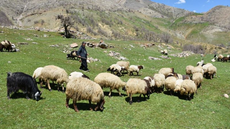 Hibe desteğiyle sürü sahibi olan eski hükümlü, hayvan sayısını 36'dan 70'e çıkardı