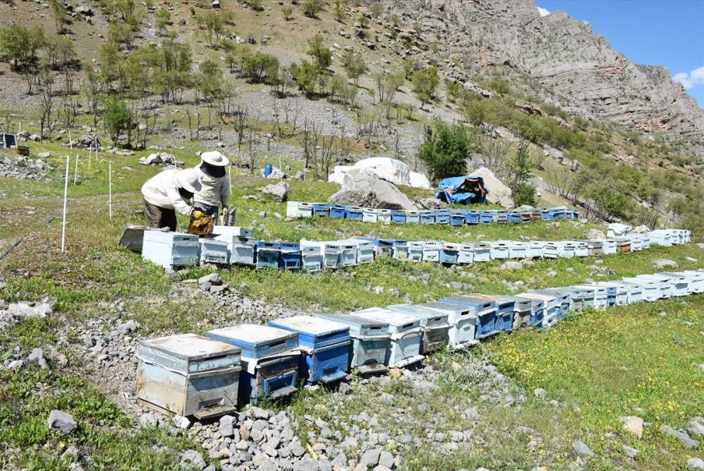 Çiçek balı üreticileri yeni sezondan umutlu