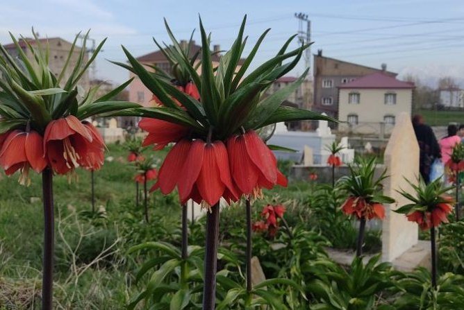Ters laleler çiçek açtı