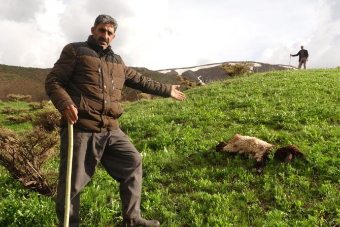 Kurtlar sürüye daldı, onlarca koyun telef oldu
