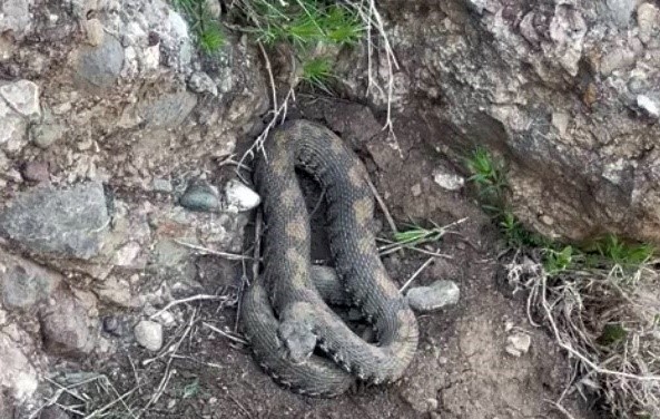 Yüksekova'da engerek yılanı görüntülendi