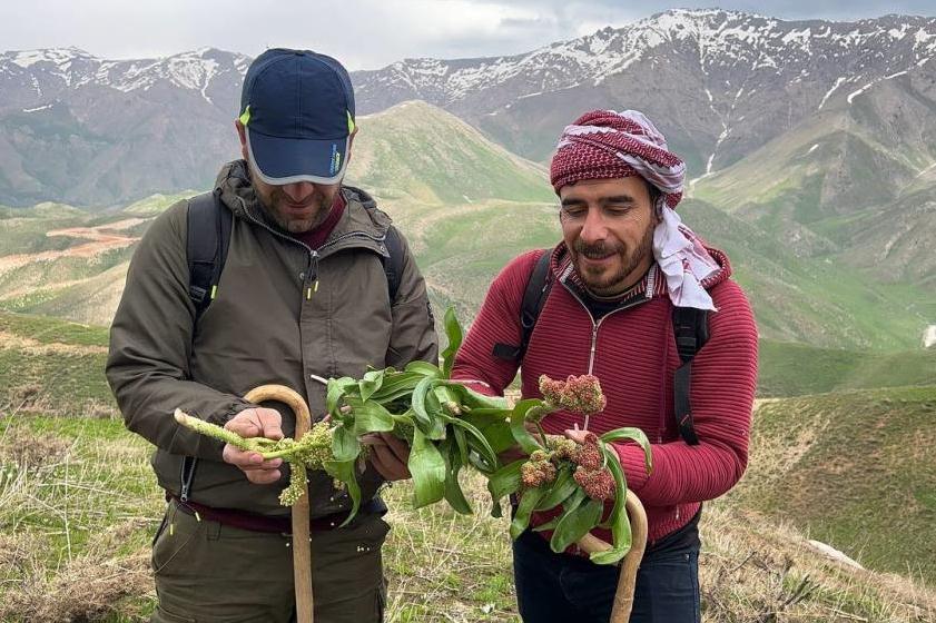 Pancar toplamak için dağlara tırmanıp kilometrelerce yürüyorlar