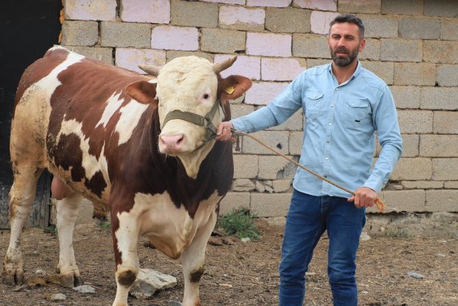 Hakkari'de1 tonluk 'Çalo" satışa çıkartıldı