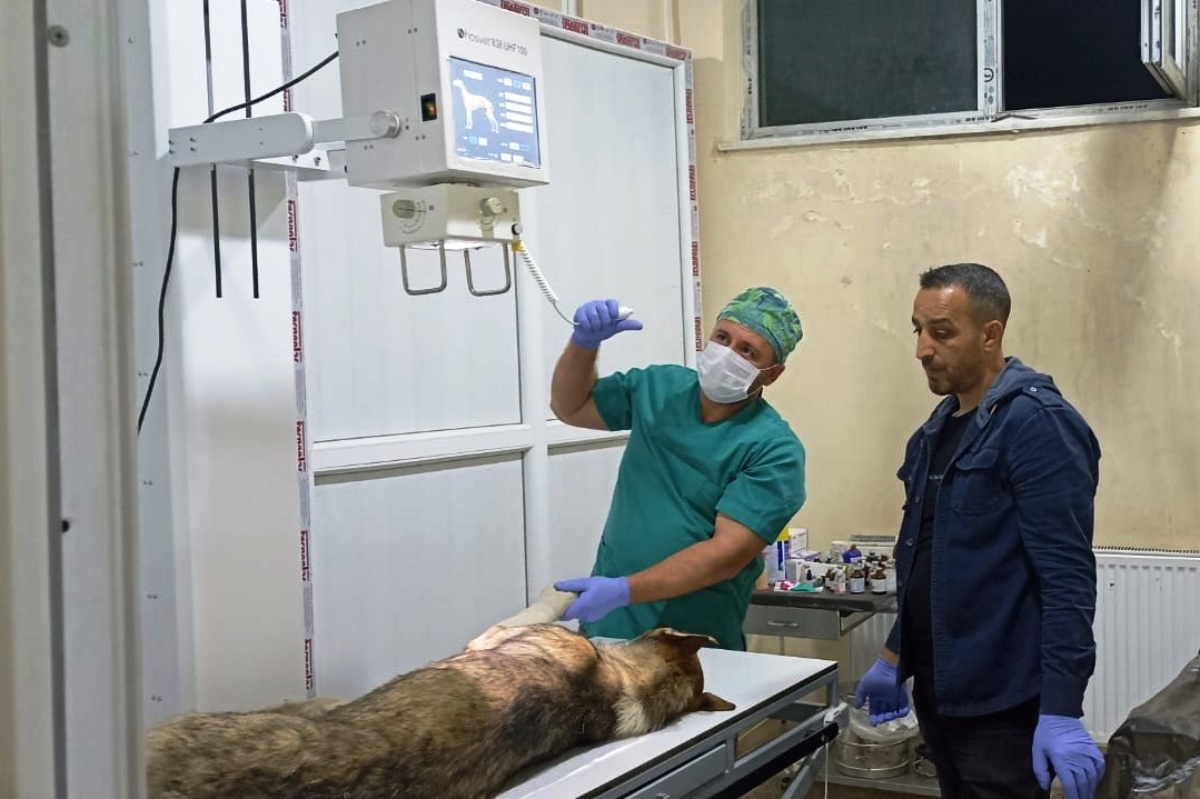 Yaralı köpeğe belediye ekibi sahip çıktı