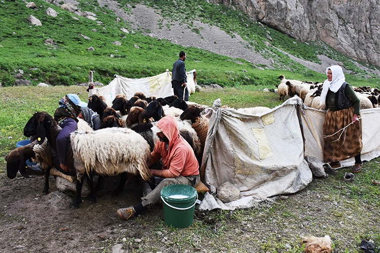 Göçerler Hakkari'deki yaylaları tercih ediyor