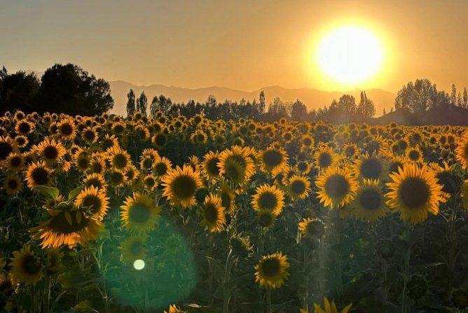 Yüksekova kendi ayçiçek yağını üretecek
