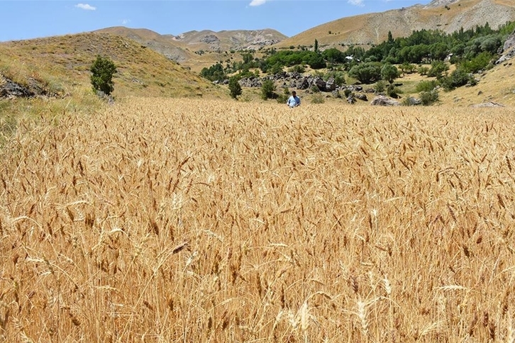 Hakkari'de daha önce kullanılmayan 3 bin dekar arazide üretim yapılıyor