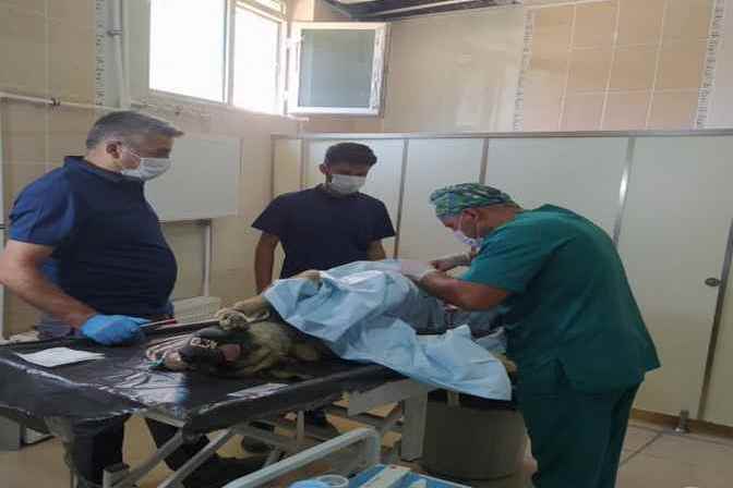 Hakkari'deki can dostlara kuduz aşısı yapıldı