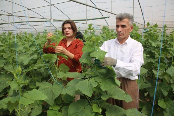 Derecik'te seracılık yaygınlaşıyor