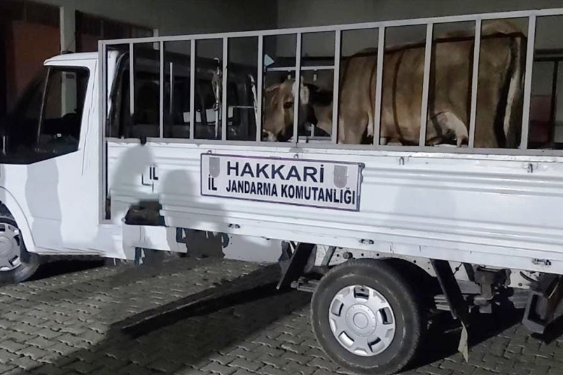 Yüksekova'da hayvan hırsızlığı operasyonu