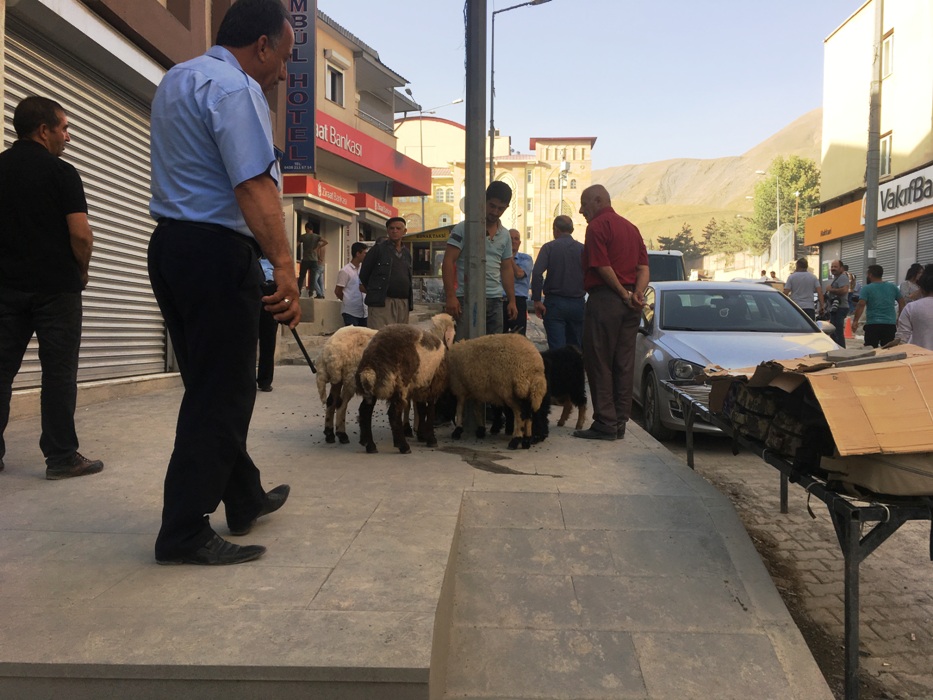 İlk Kurbanlık Koyunlar Hakkari Şehir Merkezine Getirildi