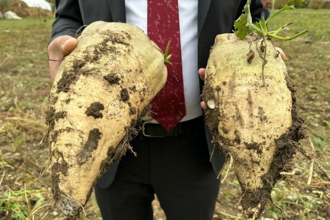 Yüksekova'da şeker pancarı hasadı başladı