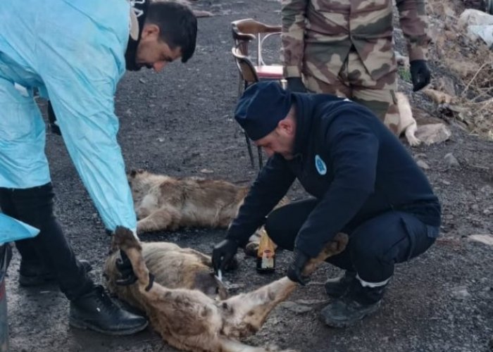 Çukurca'da can dostlar sağlık taramasından geçirildi