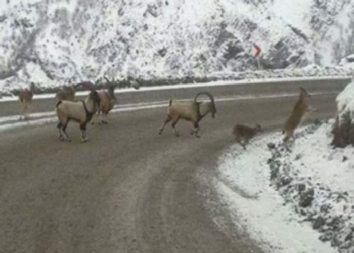 Sürü halindeki dağ keçileri yola indi