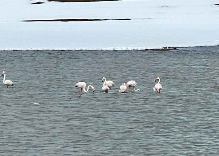 Yüksekova'da renkli misafirleri: İlk kez flamingolar görüntülendi