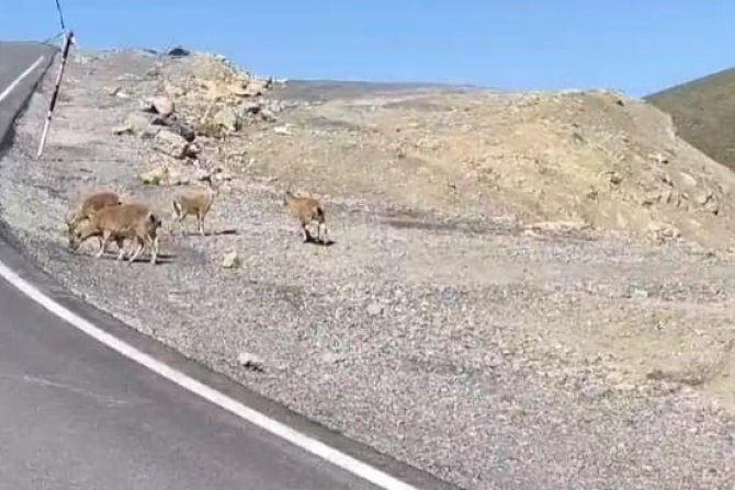 Yabani Dağ keçileri karayoluna indi