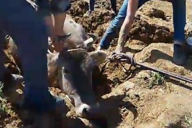 Yüksekova'da bataklığa düşen inek kurtarıldı