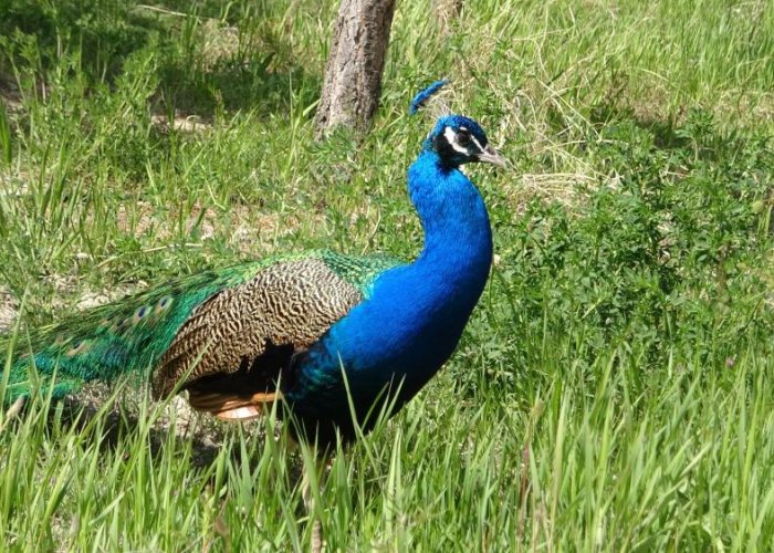 Tavus kuşları Van YYÜ’nün kalıcı misafirleri oldu