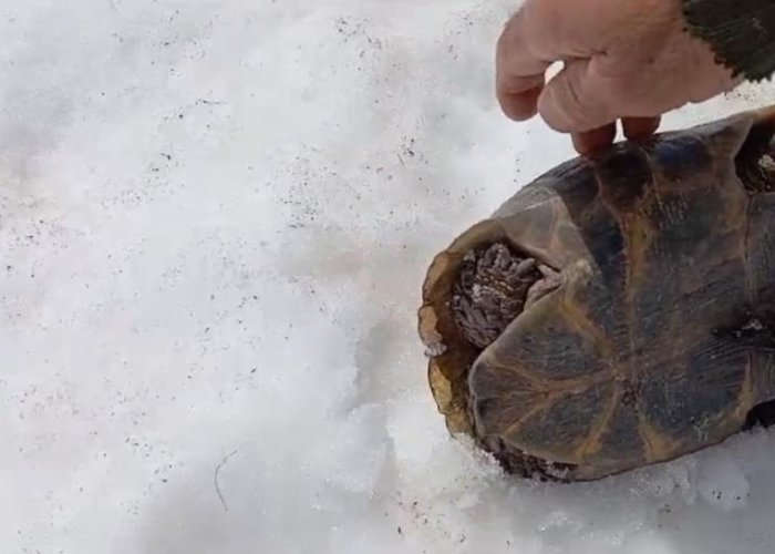 Kar üstünde sırt üstü mahsur kalan kaplumbağayı kurtardı