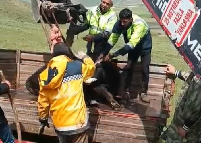 Arazide bitkin haldeki tosunu ekipler kurtardı