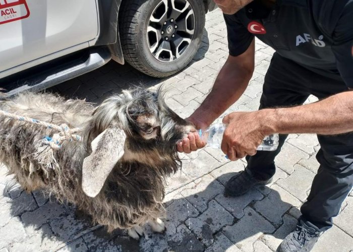 Kayalıklarda mahsur kalan kurbanlık keçiyi AFAD ekipleri kurtardı