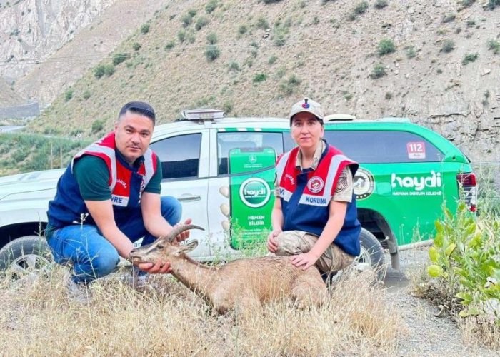 Jandarmadan yaralı dağ keçisine şefkat eli